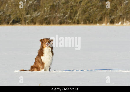 Australian Shepherd dog sitting in snow Banque D'Images