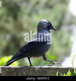 Hooded crow (Corvus cornix). Setúbal, Portugal Banque D'Images