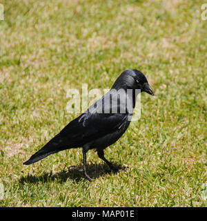 Hooded crow (Corvus cornix). Setúbal, Portugal Banque D'Images