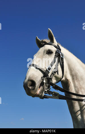 Lusitanien cheval portugais. Une pure race de Portugal Banque D'Images
