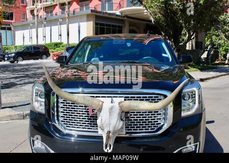 Crâne de vache longhorn habillage sur la calandre avant d'une voiture noire GMC à Houston Texas USA Banque D'Images