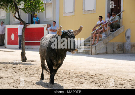 Exécution de taureaux sauvages traditionnelles par les 'campinos', au cours de la Barrete Verde (bouchon vert) festivités. Alcochete, Portugal Banque D'Images