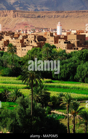 L'oasis avec le kasbah Tinerhir gorges du Todra dans l'horizon. Maroc Banque D'Images