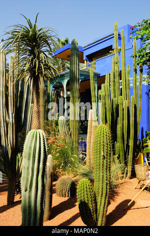 Cactus dans le jardin Majorelle. Marrakech, Maroc Banque D'Images