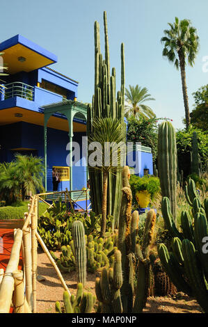 Cactus dans le jardin Majorelle. Marrakech, Maroc Banque D'Images