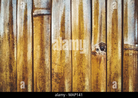 La texture d'un mur de bambou jaune. close up. Un mur de tiges de bambou verni jaune. Banque D'Images