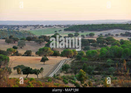 Forêt de pins en pierre dans le Maranhão, Avis. Portugal Banque D'Images