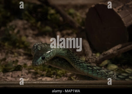 L'EST (Dendroaspis angusticeps mamba vert), un serpent venimeux en espèces terrarium Banque D'Images