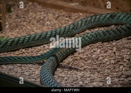 L'EST (Dendroaspis angusticeps mamba vert), un serpent venimeux en espèces terrarium Banque D'Images