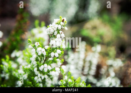 Erica minuscule fragile des fleurs au printemps et fleurs vintage retro styled Banque D'Images