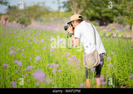 Jeune homme, photographe, pousses fleurs violettes champ avec un appareil photo DSLR. Verveine plantes fleurissent dans le parc d'été à l'extérieur. Le Roi Rama IX Park, Bangkok Banque D'Images
