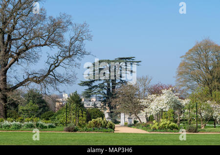 Woburn Abbey Gardens au printemps avec un paysage d'arbres à maturité avec un chemin menant à travers, Bedfordshire, Royaume-Uni Banque D'Images