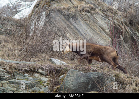 Chamois hounds grass dans la neige. Promenades chamois dans la neige Banque D'Images