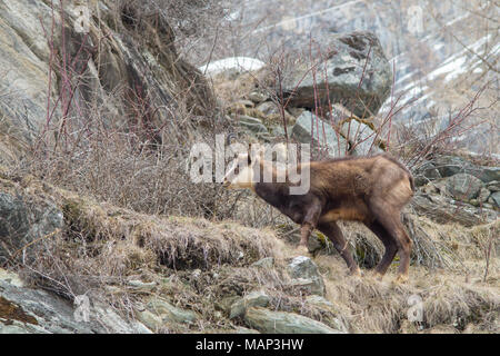 Chamois hounds grass dans la neige. Promenades chamois dans la neige Banque D'Images