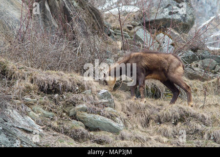 Chamois hounds grass dans la neige. Promenades chamois dans la neige Banque D'Images