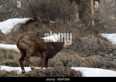 Chamois hounds grass dans la neige. Promenades chamois dans la neige Banque D'Images