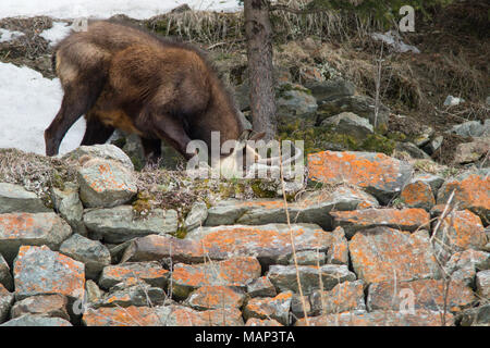 Chamois hounds grass dans la neige. Promenades chamois dans la neige Banque D'Images