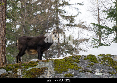 Chamois hounds grass dans la neige. Promenades chamois dans la neige Banque D'Images