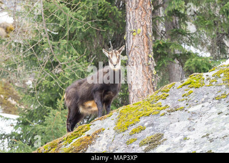 Chamois hounds grass dans la neige. Promenades chamois dans la neige Banque D'Images