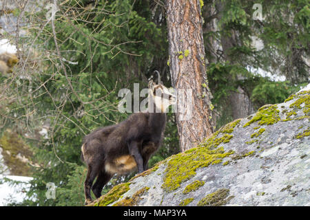 Chamois hounds grass dans la neige. Promenades chamois dans la neige Banque D'Images