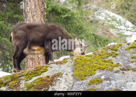 Chamois hounds grass dans la neige. Promenades chamois dans la neige Banque D'Images