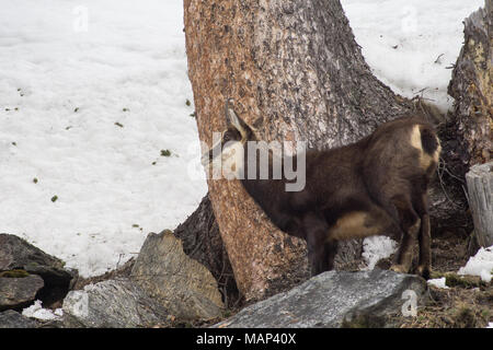 Chamois hounds grass dans la neige. Promenades chamois dans la neige Banque D'Images