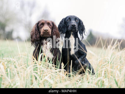 Formation chiens Cocker travail dans la campagne, Royaume-Uni Banque D'Images