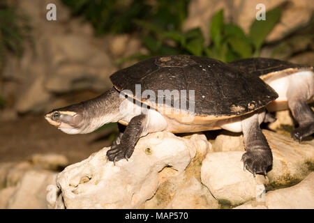 Red-Bellied Short-Necked Emydura subglobosa (Tortue) Banque D'Images