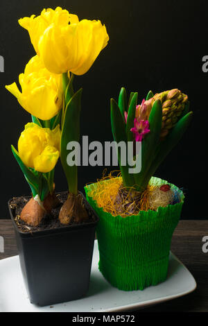 Beau jaune tulipes et jacinthes roses sur les pots en plaque blanche. Jours fériés. Cadeau Floral. Banque D'Images