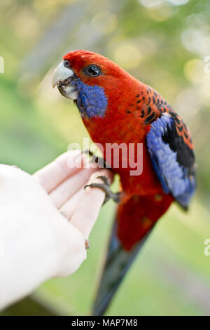 Crimson Rosella standind sur l'une main Banque D'Images