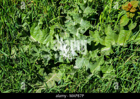 Onopordum acanthium jeune plante dans l'herbe Banque D'Images
