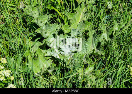 Onopordum acanthium jeune plante dans l'herbe Banque D'Images