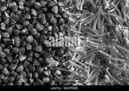 La texture des pâtes de sarrasin et Monochrome photographie de haute qualité premium de gruau de sarrasin Le concept d'une alimentation saine et bonne hygiène de vie. Haut Banque D'Images