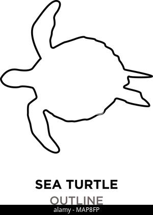 Aperçu des tortues de mer sur fond blanc Illustration de Vecteur