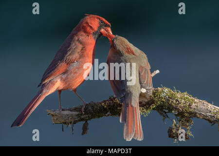 Un cardinal rouge mâle d'une femelle d'alimentation comme une partie de leur comportement à l'accouplement. Banque D'Images