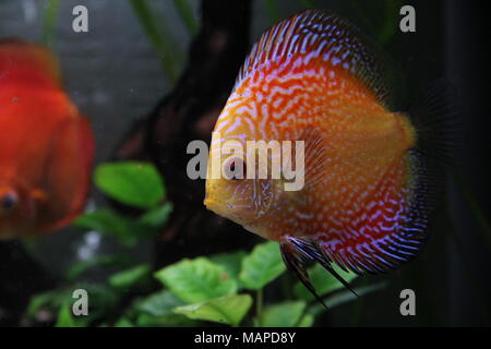 Des poissons de disque Orange en aquarium d'eau douce tropicaux Banque D'Images