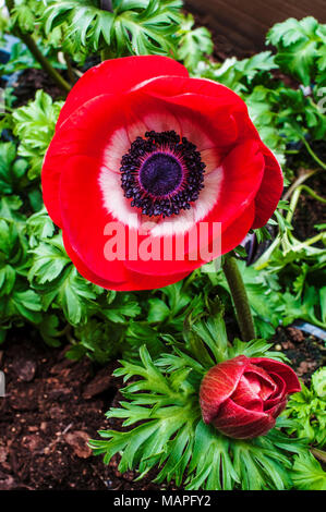 Anemnoe Harmonie 'Red'. Close up of flower au printemps. Banque D'Images