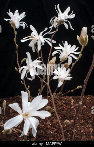 Magnolia stellata (Star Magnolia) montrant des fleurs sur fond noir au début du printemps. Banque D'Images