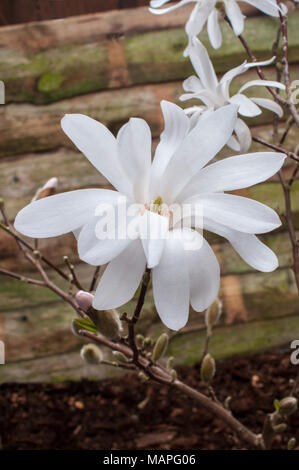 Magnolia stellata (Star Magnolia) montrant des fleurs au début du printemps. Banque D'Images