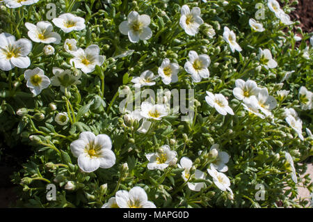 Touffe formant Saxifraga 'Peter Pan' blanc entrée en fleur au début du printemps. Banque D'Images