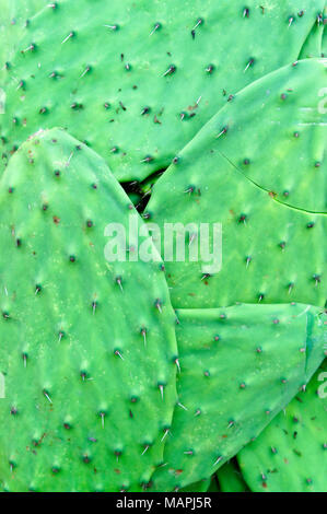 Close-up of cactus Nopal pads ou des palettes. Banque D'Images