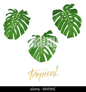 Feuilles de monstera Tropical. Ensemble d'éléments de conception des feuilles exotiques isolés Illustration de Vecteur