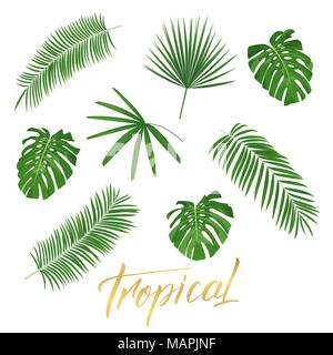 Les feuilles tropicales. Ensemble d'éléments de conception des feuilles exotiques isolés Illustration de Vecteur