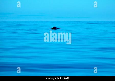 Sowerby à la surface près de l'île de Pico, Açores Banque D'Images