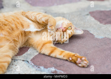 Chat rouge ludique bobines sur le plancher de béton miteux en plein air Banque D'Images