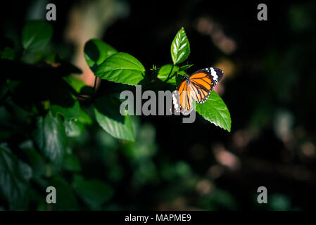 Papillon orange dans l'obscurité de la jungle allumé par le spot de lumière solaire est assise sur une feuille d'un hibiscus entouré par la direction générale de la black Banque D'Images