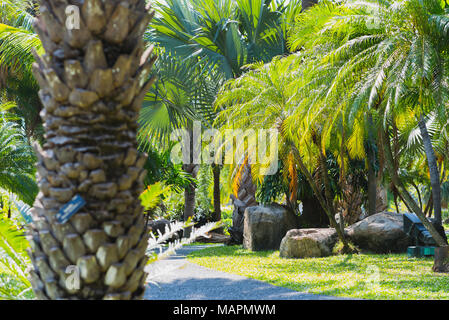 Palmiers dans le parc Suan Luang Rama IX, Bangkok, Thaïlande Banque D'Images