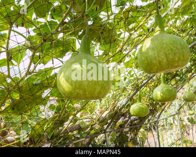 Green gourd dans potager, Banque D'Images