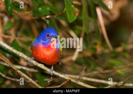 (Passerina ciris Painted Bunting), Merritt Island National Wildlife Refuge, en Floride Banque D'Images