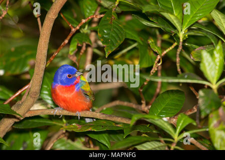 (Passerina ciris Painted Bunting), Merritt Island National Wildlife Refuge, en Floride Banque D'Images